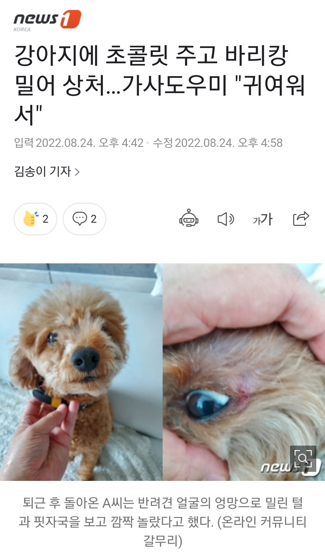 강아지에 초콜릿 주고 바리캉 밀어 상처…가사도우미"귀여워서" | 인스티즈