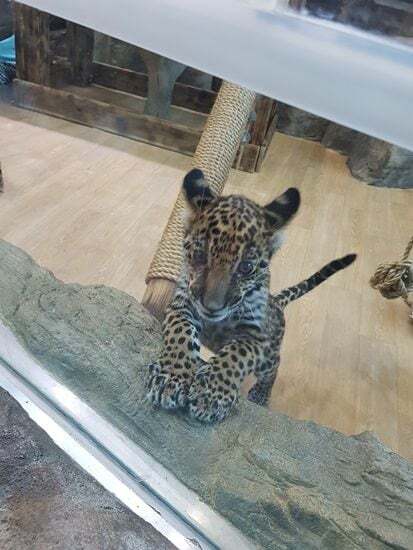 죄 없는 감옥같다는 실내 동물원 | 인스티즈