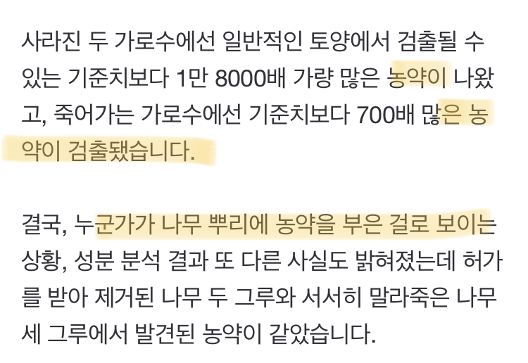 두 달 사이 말라죽은 수령 40년 가로수, 대체 무슨 일? | 인스티즈