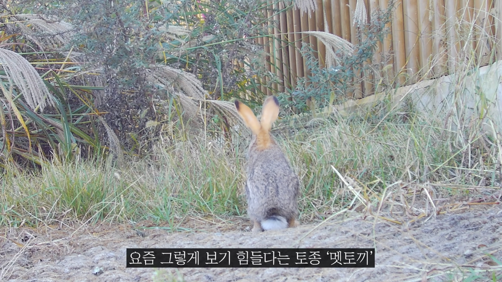 고속도로에 있는 생태통로 진짜 야생동물이 다닐까? | 인스티즈