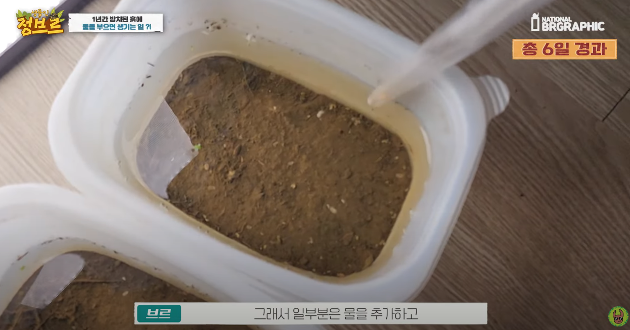 죽은 땅에 물을 부었는데 생명체들이 부화함 개신기 (지진이나 홍수가 일어나는 이유일까? 🤔) | 인스티즈