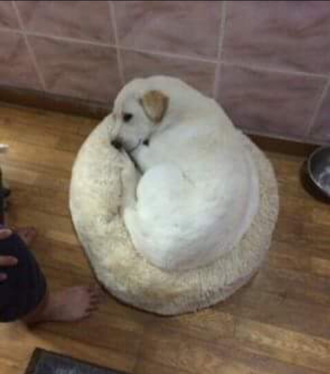 강아지 짤 모음(개많음) | 인스티즈