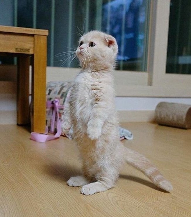 곰도리 이미지