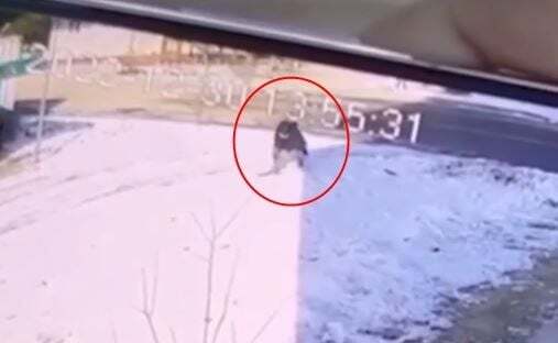 양구 고양이 학대범이 10세 미만 초등생이라니…처벌 고심 | 인스티즈