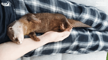 아기수달이 신뢰하는 사람에게만 보이는 행동.gif | 인스티즈