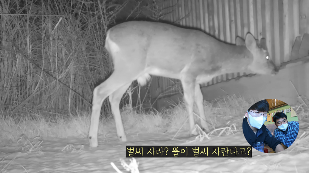 고속도로에 있는 생태통로 진짜 야생동물이 다닐까? | 인스티즈