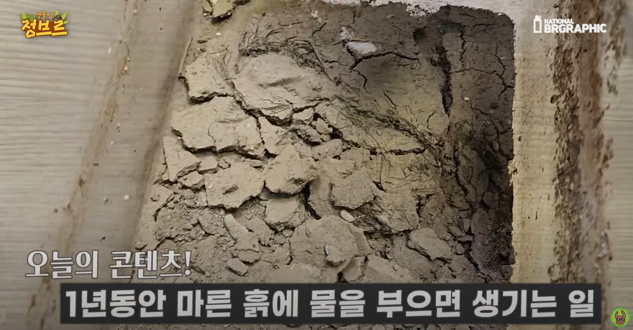 죽은 땅에 물을 부었는데 생명체들이 부화함 개신기 (지진이나 홍수가 일어나는 이유일까? 🤔) | 인스티즈