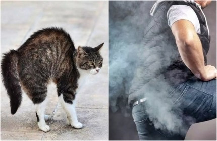 "집사야, 장난이라도 방귀 뀌지 마라”…개·고양이 앞에서 "뿡”, 신경쇠약 걸린다? | 인스티즈