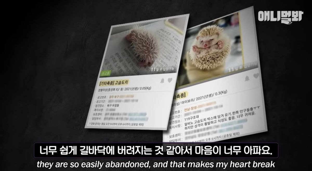 요즘 사람들이 쉽게 유기하는 동물 | 인스티즈