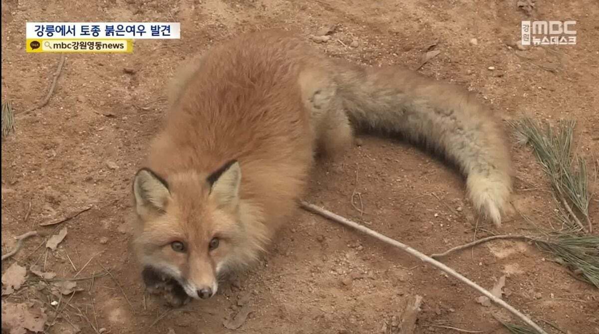 귀여워서 죽을 수 있음 주의)강릉 정육점 앞에서 발견된 우리나라 여우 | 인스티즈