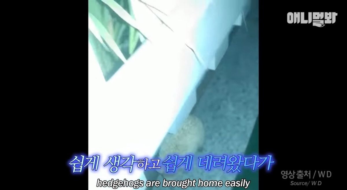 요즘 사람들이 쉽게 유기하는 동물 | 인스티즈