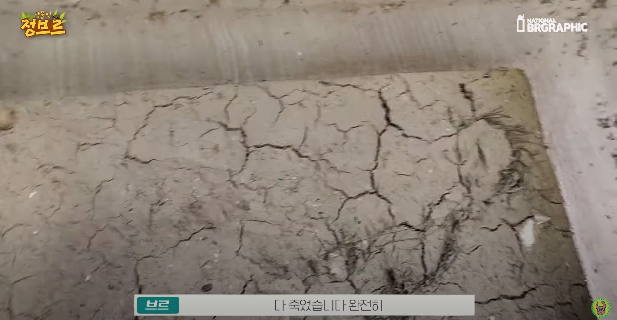 죽은 땅에 물을 부었는데 생명체들이 부화함 개신기 (지진이나 홍수가 일어나는 이유일까? 🤔) | 인스티즈