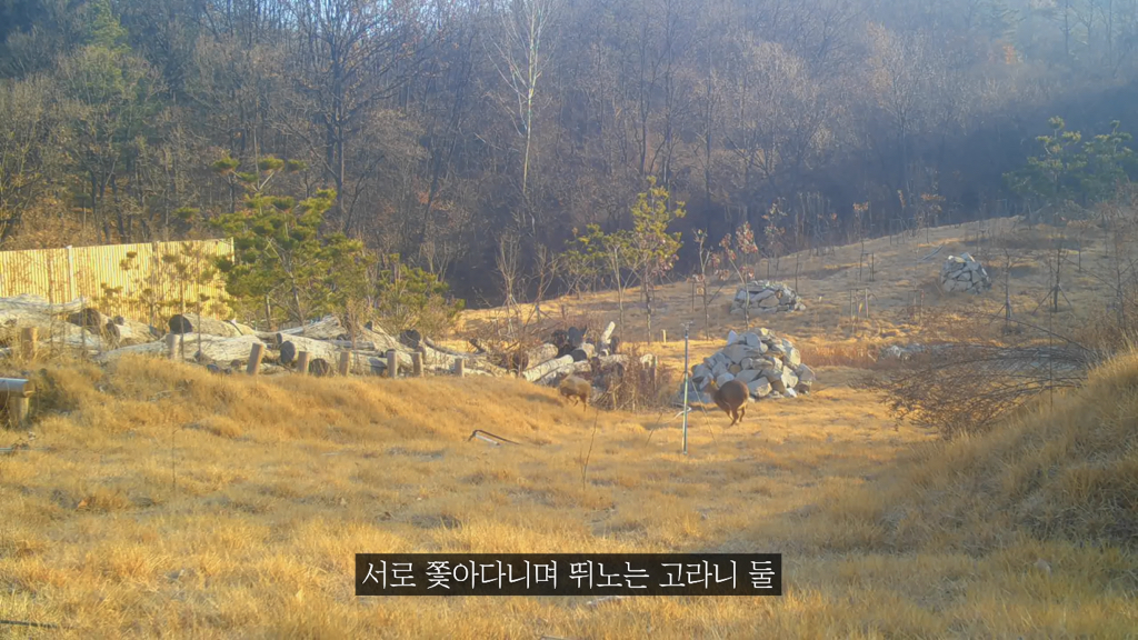 고속도로에 있는 생태통로 진짜 야생동물이 다닐까? | 인스티즈