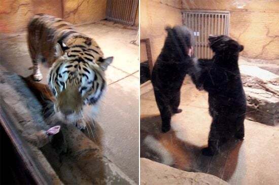 죄 없는 감옥같다는 실내 동물원 | 인스티즈