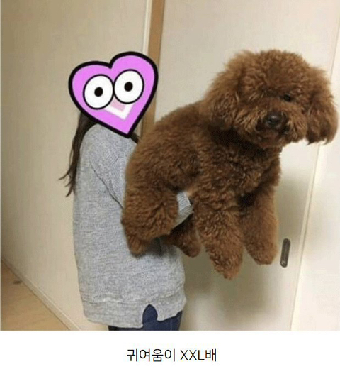 강아지 짤 모음(개많음) | 인스티즈