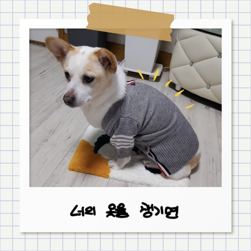 강아지별로 떠난 전 엑스원 이은상 반려견 웅이 | 인스티즈