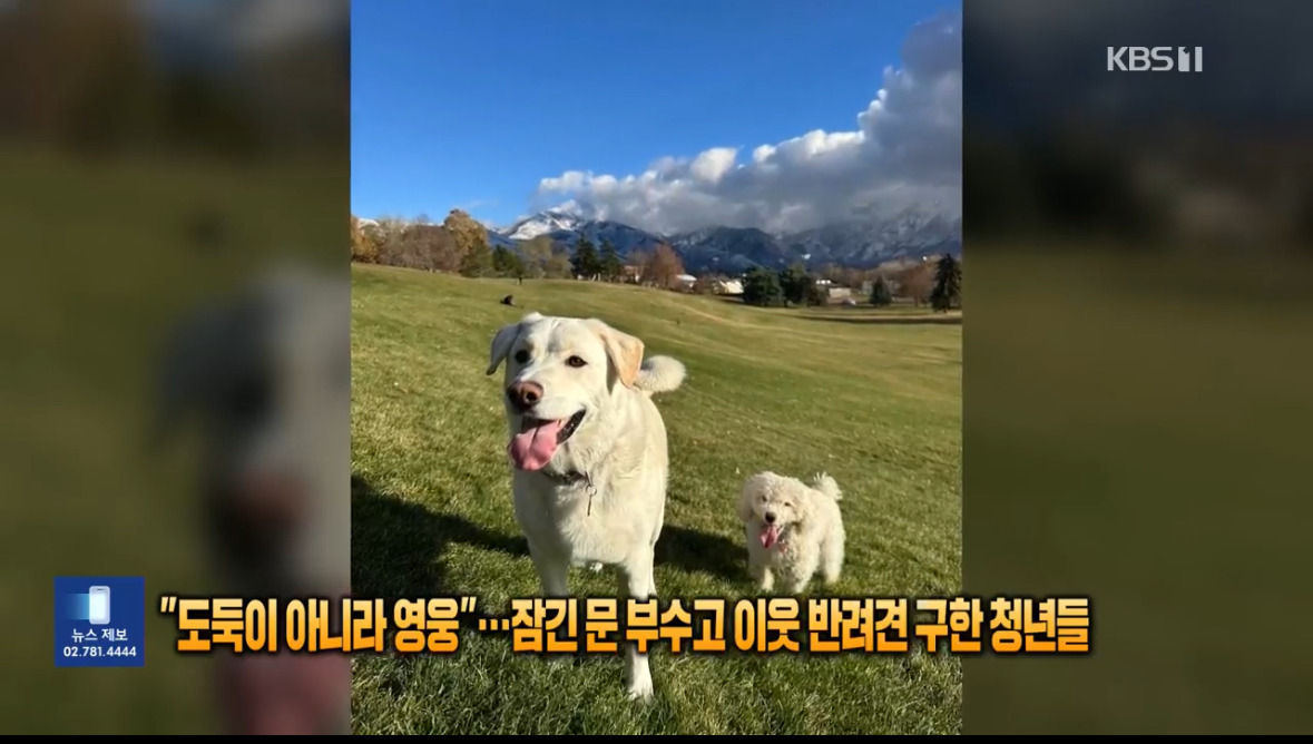 이웃집에서 발생한 화재 속에서 반려견 두마리 구출한 10대 청소년들 | 인스티즈