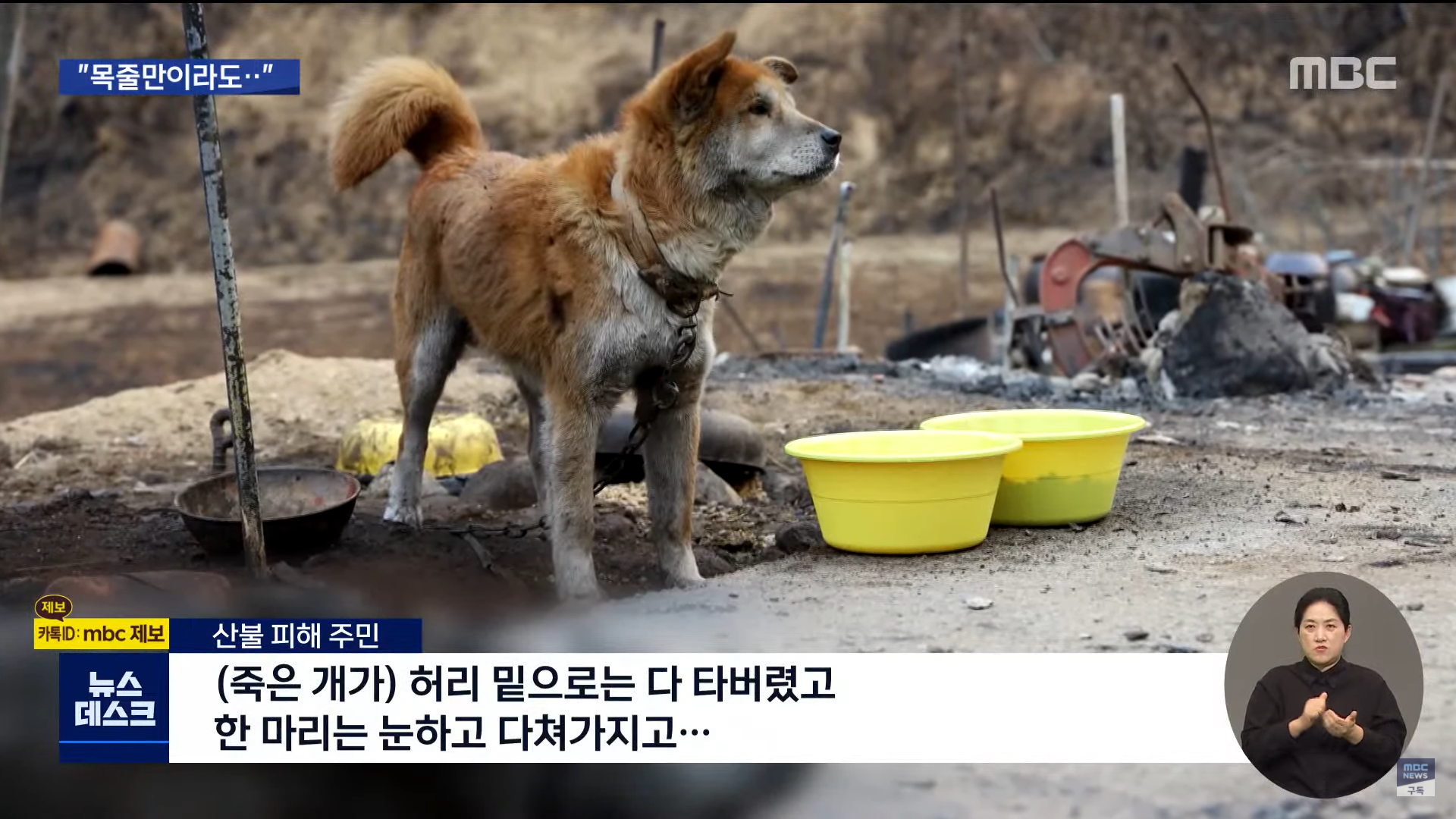 재난 대피소에 출입 불가능한 동물들 | 인스티즈