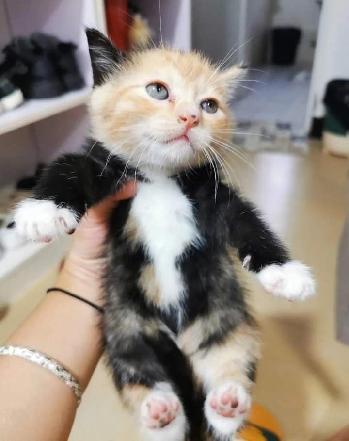 무늬 짱 특이한 삼색고양이.twt | 인스티즈