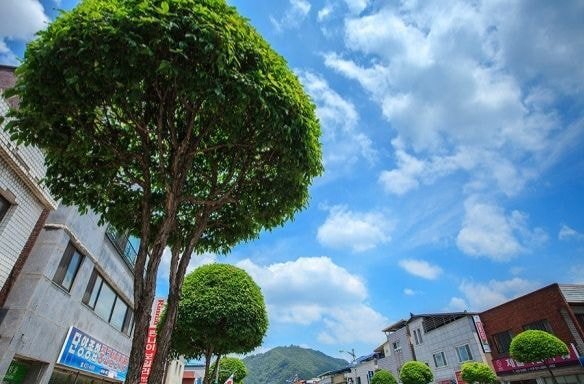 충북 단양군 읍내의 버섯돌이 가로수 | 인스티즈