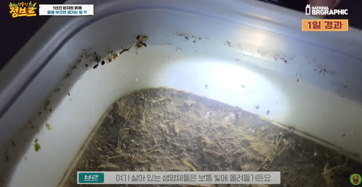 죽은 땅에 물을 부었는데 생명체들이 부화함 개신기 (지진이나 홍수가 일어나는 이유일까? 🤔) | 인스티즈