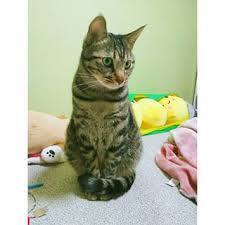 고양이 발도리.jpg | 인스티즈