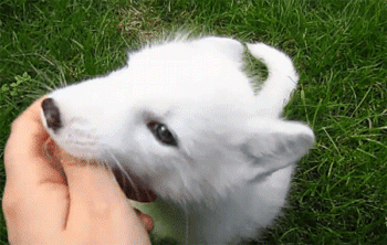 체리 먹는 아기 여우.gif | 인스티즈