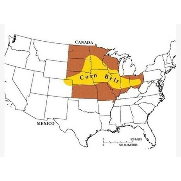 미국에서 옥수수밭에 들어가면 안되는 이유 | 인스티즈