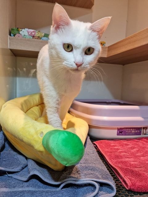 고양이가 파양 당한 이유.jpg | 인스티즈