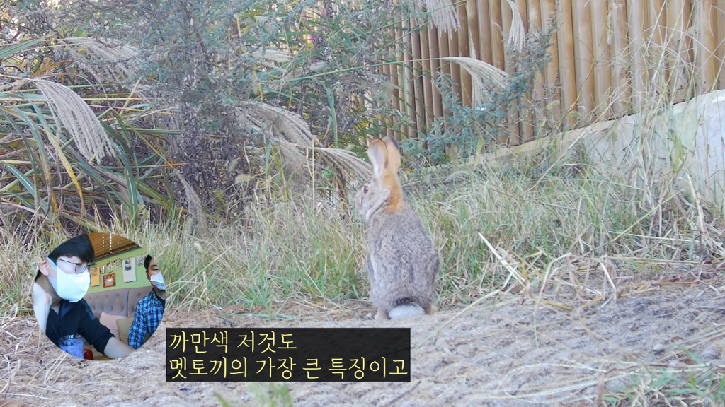 고속도로에 있는 생태통로 진짜 야생동물이 다닐까? | 인스티즈
