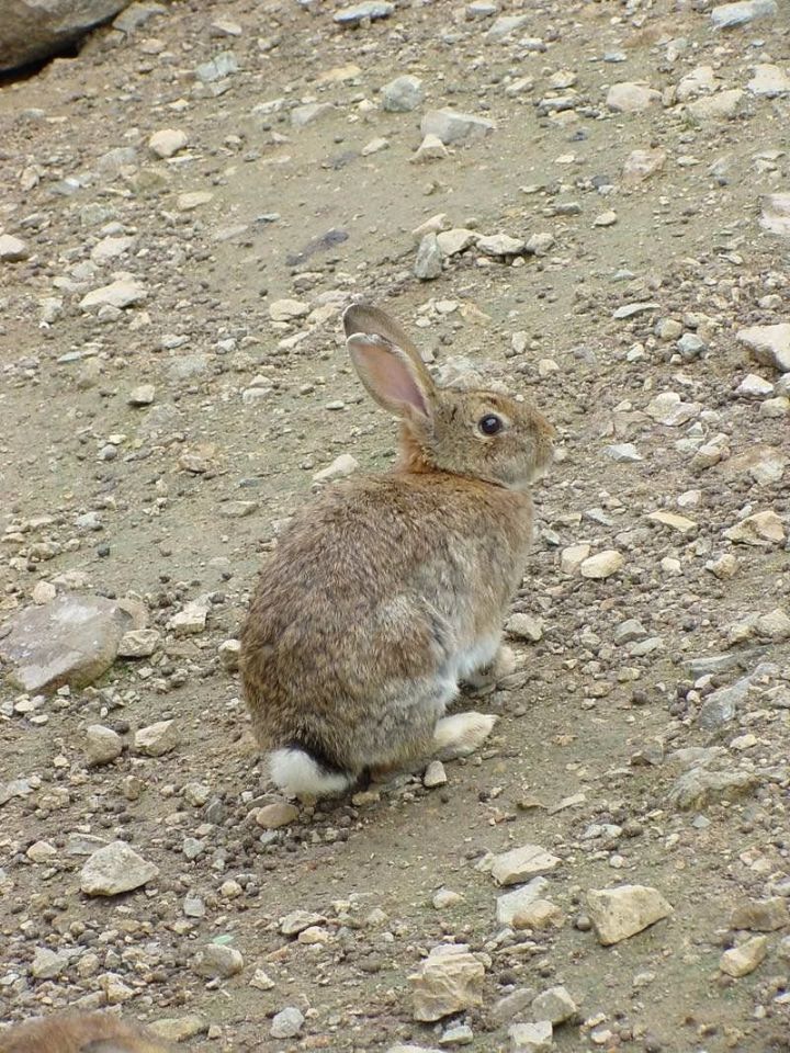 아이돌로 보는 한국 토끼와 외국 토끼의 차이 (feat.세븐틴) | 인스티즈