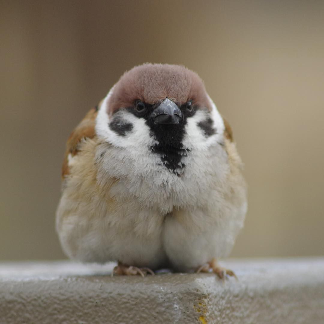 참새 정면 얼굴.jpg | 인스티즈