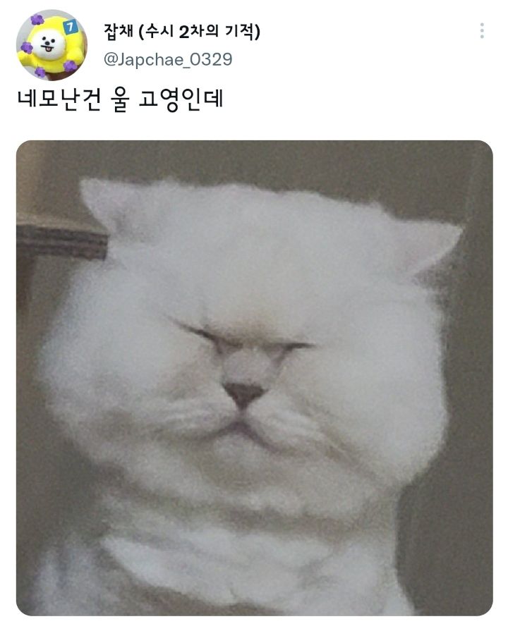 나만 없어 고양이.twt | 인스티즈