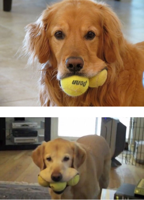 강아지 짤 모음(개많음) | 인스티즈