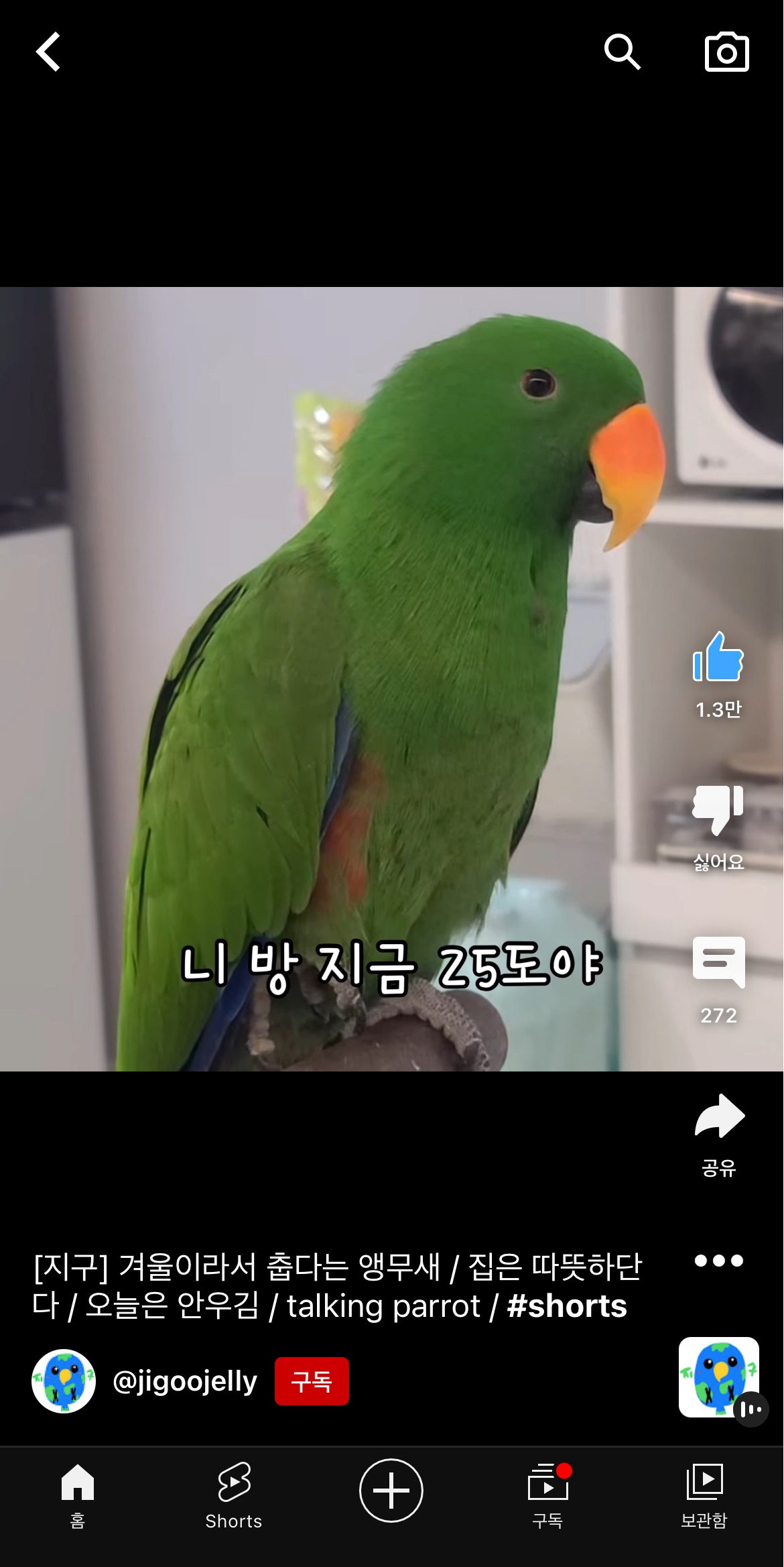 겨울이라서 춥다는 앵무새 지구 | 인스티즈