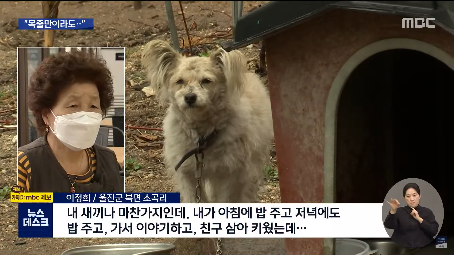 재난 대피소에 출입 불가능한 동물들 | 인스티즈