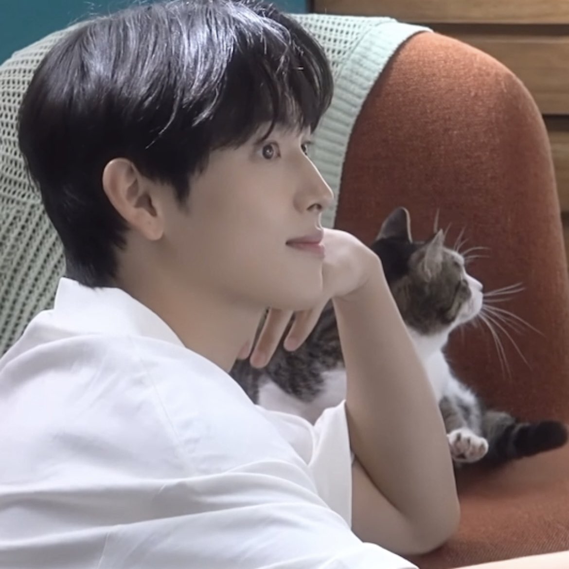 담당자 사심이 느껴지는 배우의 네이버포스트(feat.고양이) | 인스티즈