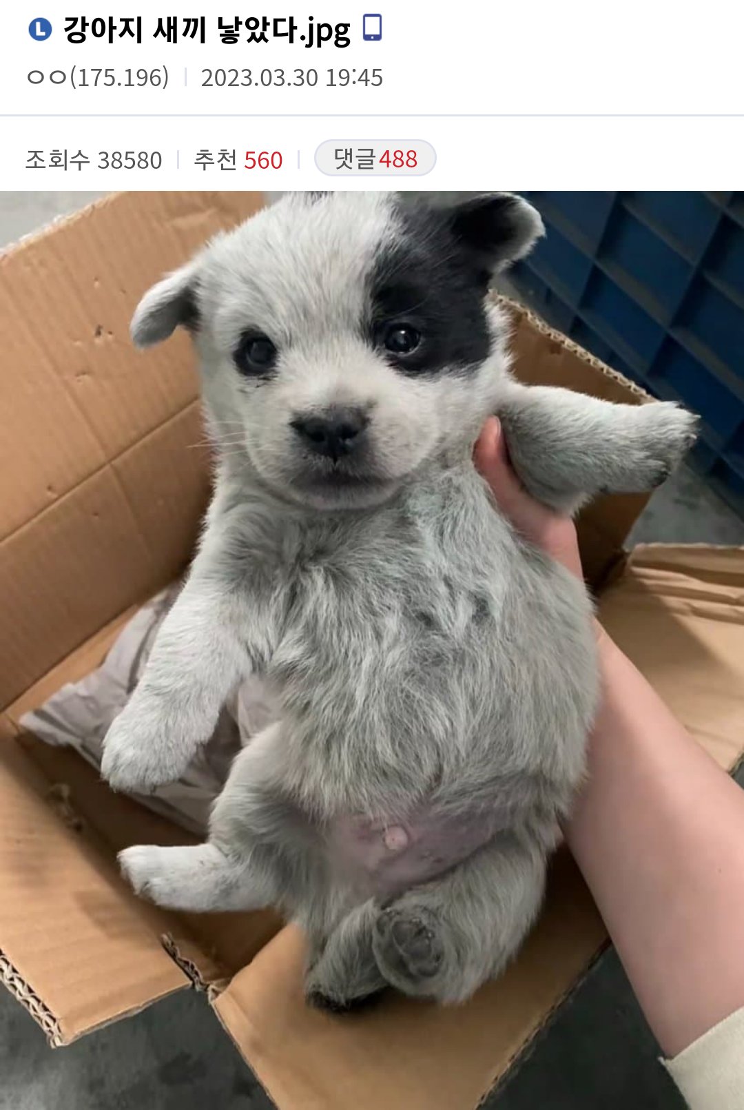 우리 공장 강아지 새끼 낳았다 | 인스티즈