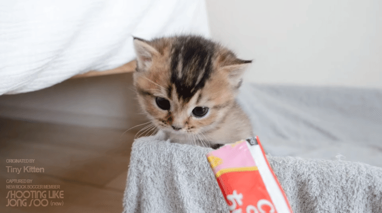냥생 처음 츄르를 접한 아기 고양이 | 인스티즈