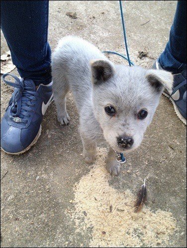 강아지 짤 모음(개많음) | 인스티즈