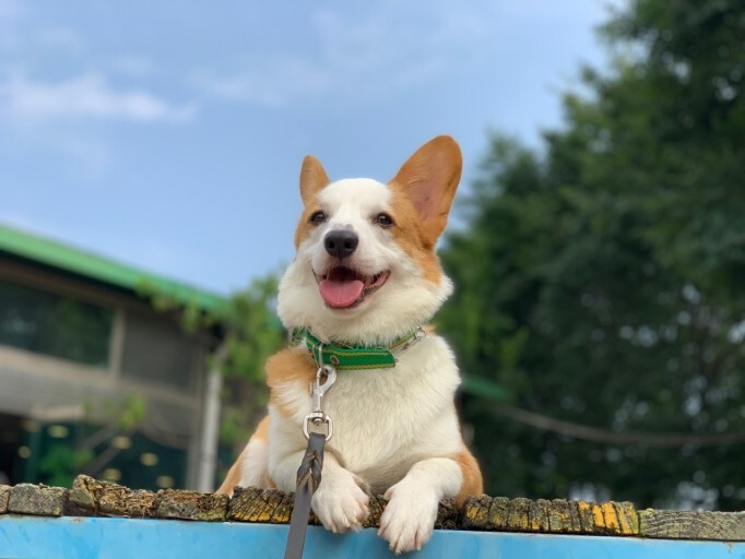 강아지 웃는 짤 모음 | 인스티즈