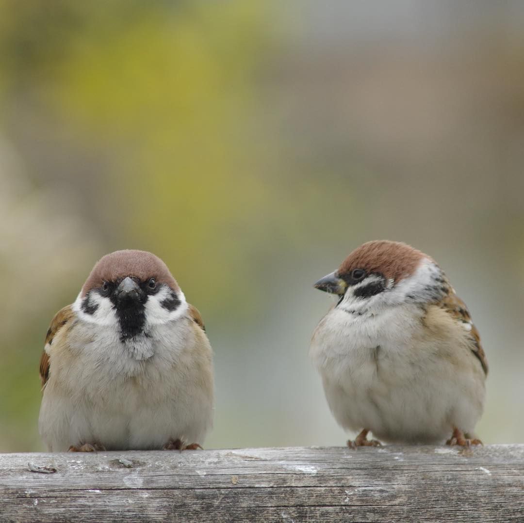 참새 정면 얼굴.jpg | 인스티즈