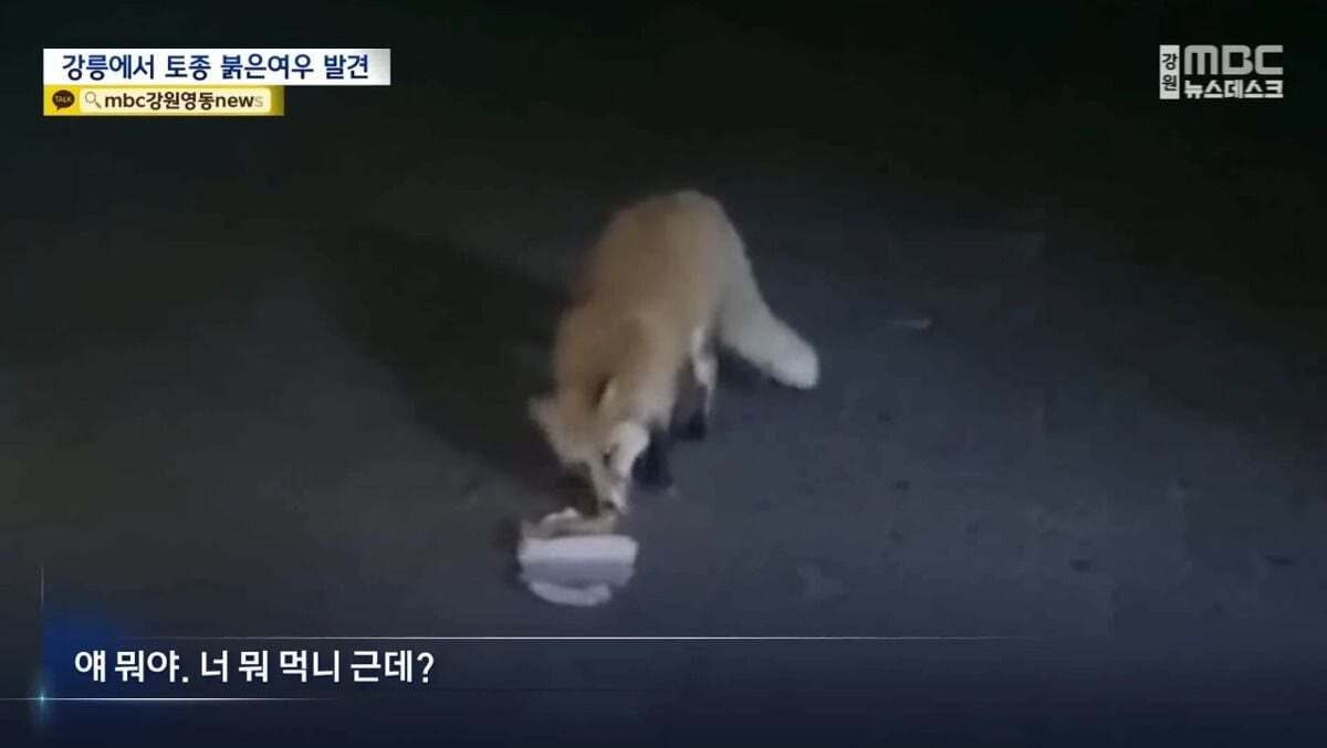 귀여워서 죽을 수 있음 주의)강릉 정육점 앞에서 발견된 우리나라 여우 | 인스티즈