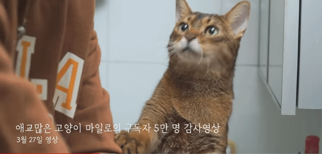 내가 고양이었다면/이 고양이가 사람이었다면 사귀었을 것 같은 고양이 | 인스티즈