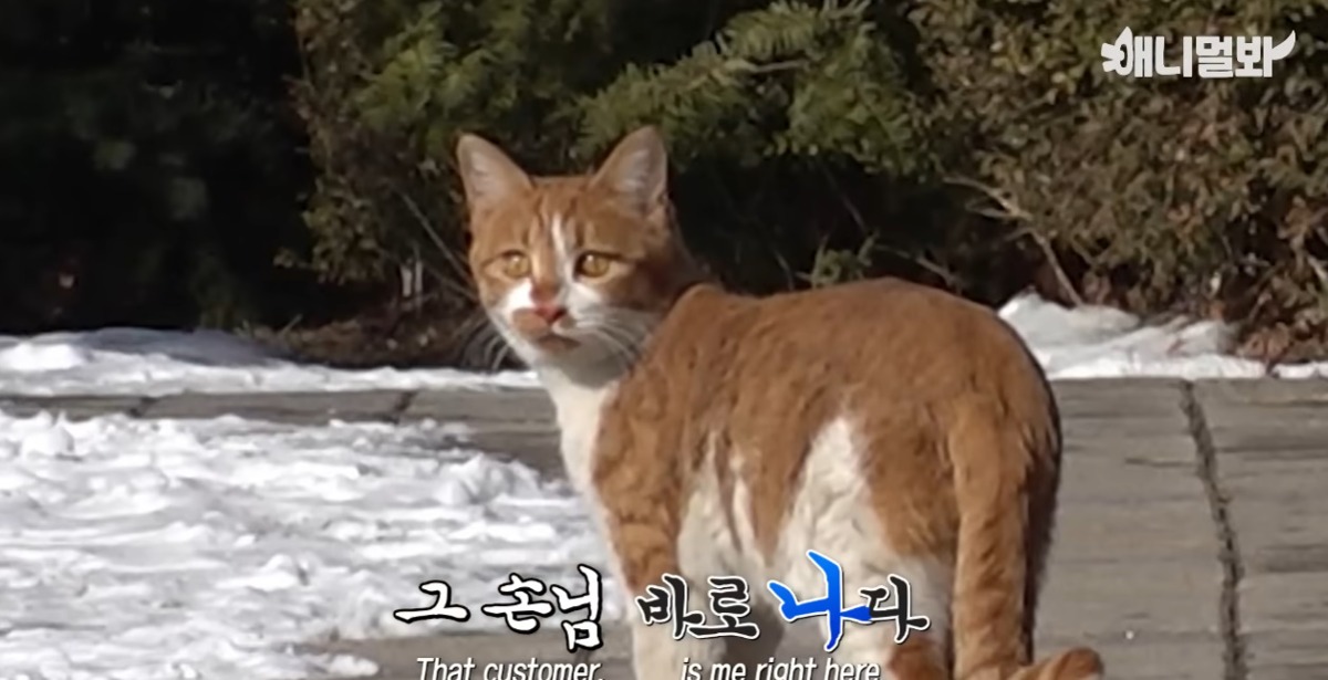 미용실 오픈런 하던 고양이의 근황 | 인스티즈