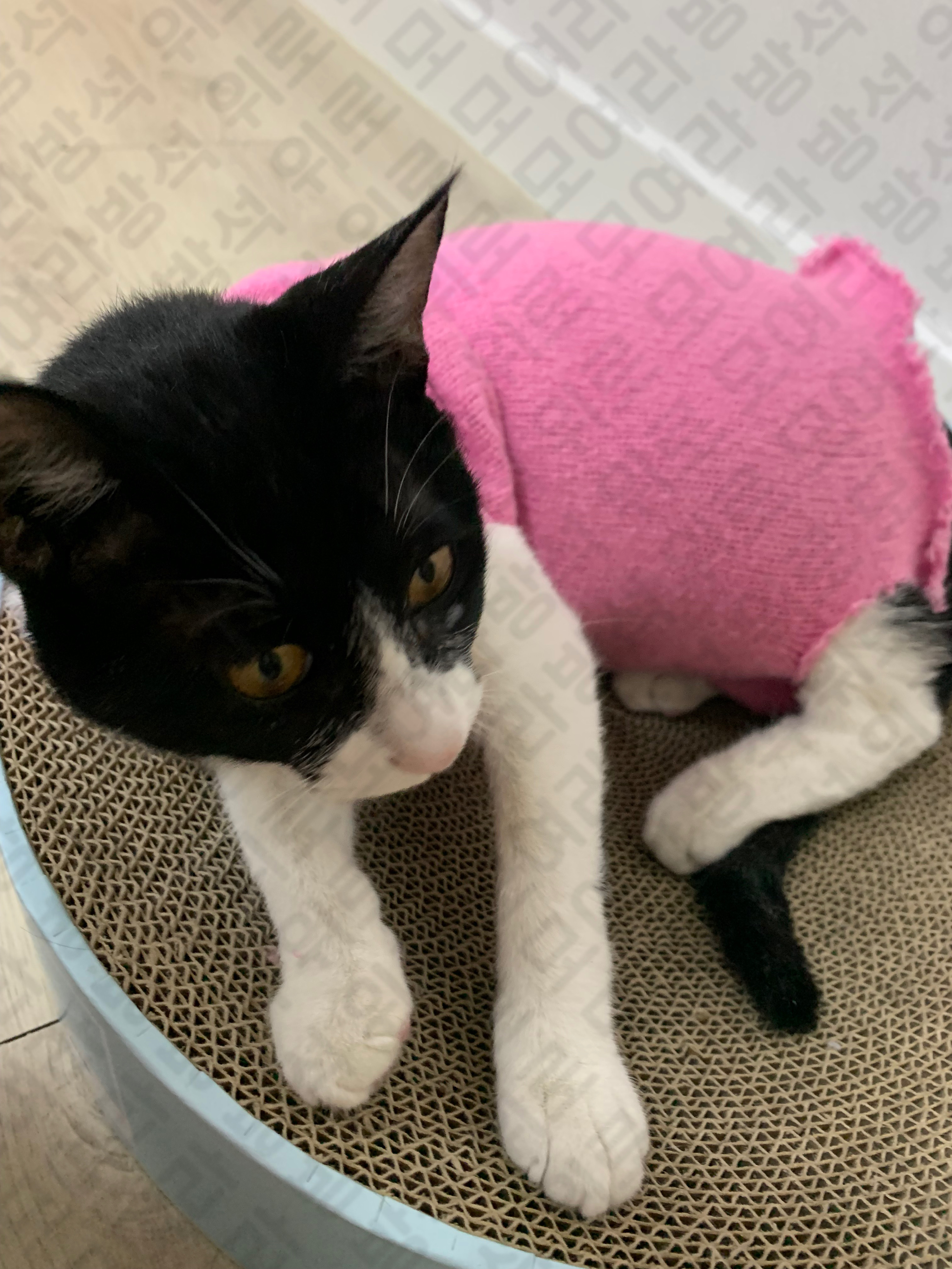우리 집 고냉이 중성화했는데 넥카라 너무 너무 너무 극악무도 싫어해서 내가 니트 잘라서 옷 맹글어 줌 ㅋㅋㅋㅋㅋㅋㅋㅋㅋ | 인스티즈