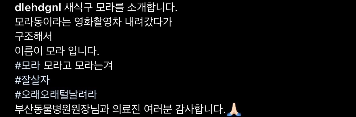 배우 이동휘가 구조한 둘째 고양이 | 인스티즈