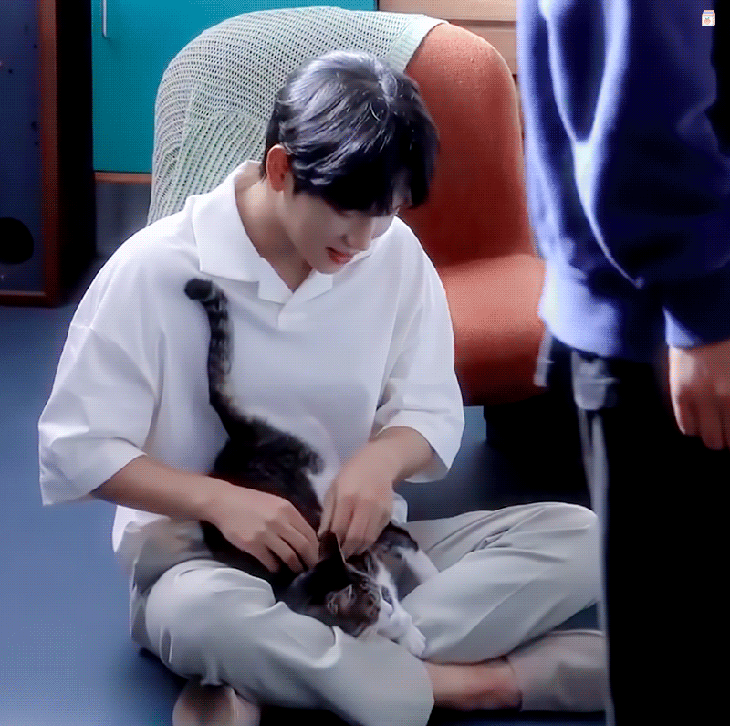 담당자 사심이 느껴지는 배우의 네이버포스트(feat.고양이) | 인스티즈
