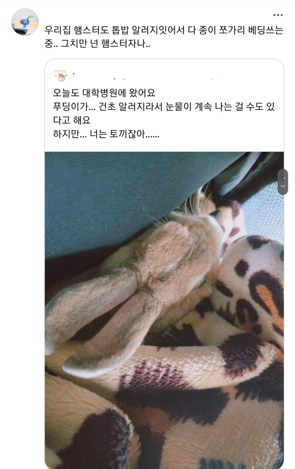 알러지는 누구에게나 올수있지만 토끼가 건초 알러지라니 | 인스티즈