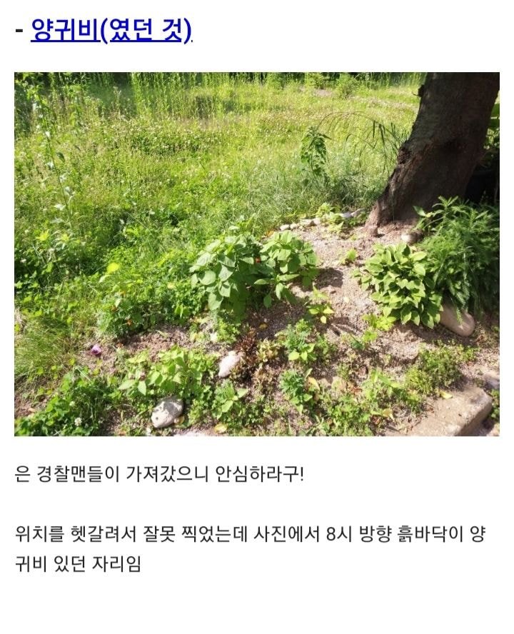 공원에 양귀비 보고 경찰에 신고한 디씨인 (feat.다이소) | 인스티즈